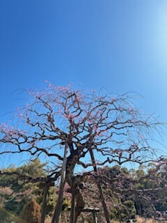 別府市　学習塾RainBow　塾長ウォーキング10000km！　1391日目結果！　南立石公園　【別府　塾　個別指導　高校入試　大学入試　新規生募集中】