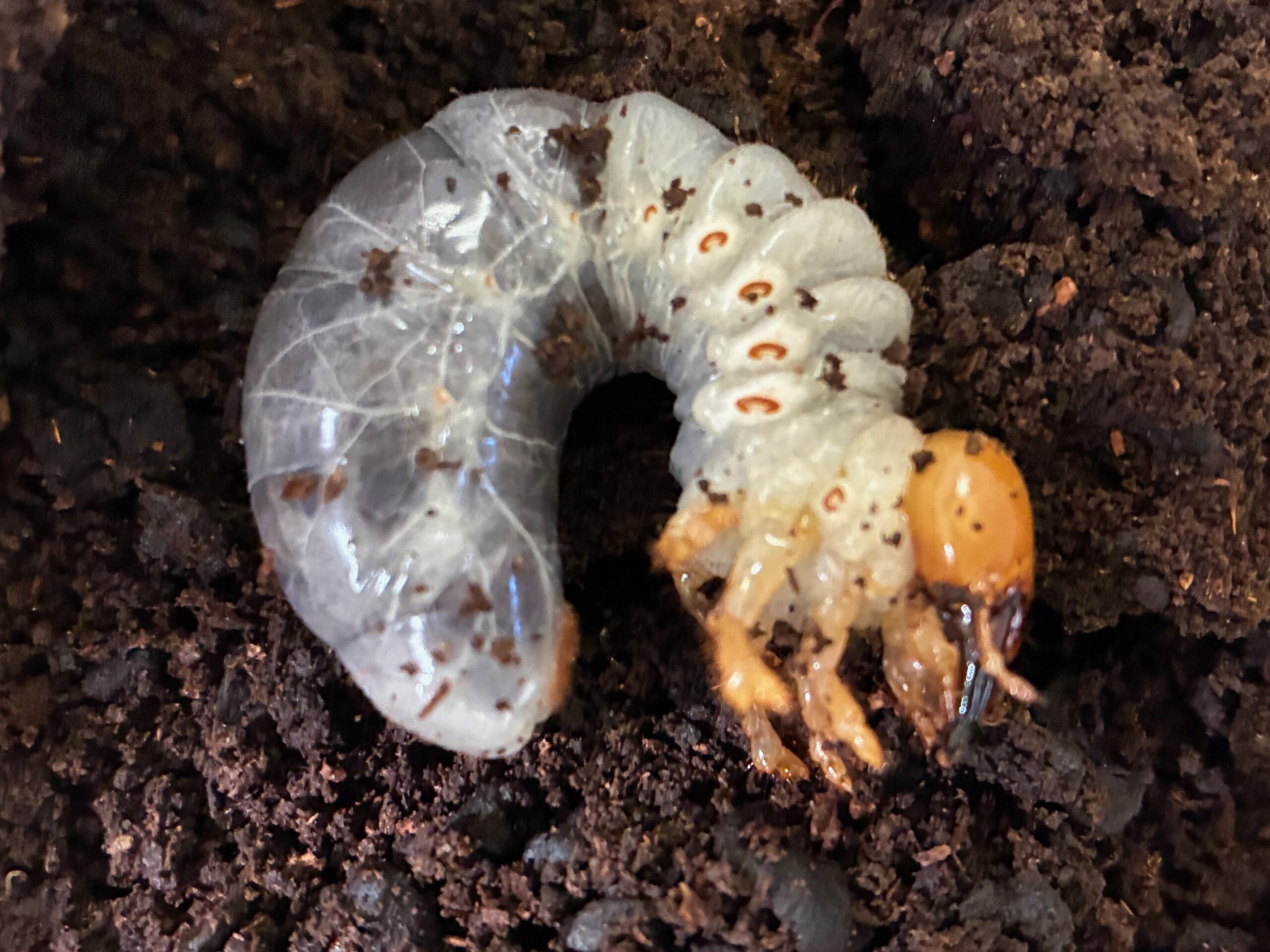 別府市　学習塾RainBow　飼育室　アマミマルバネクワガタ