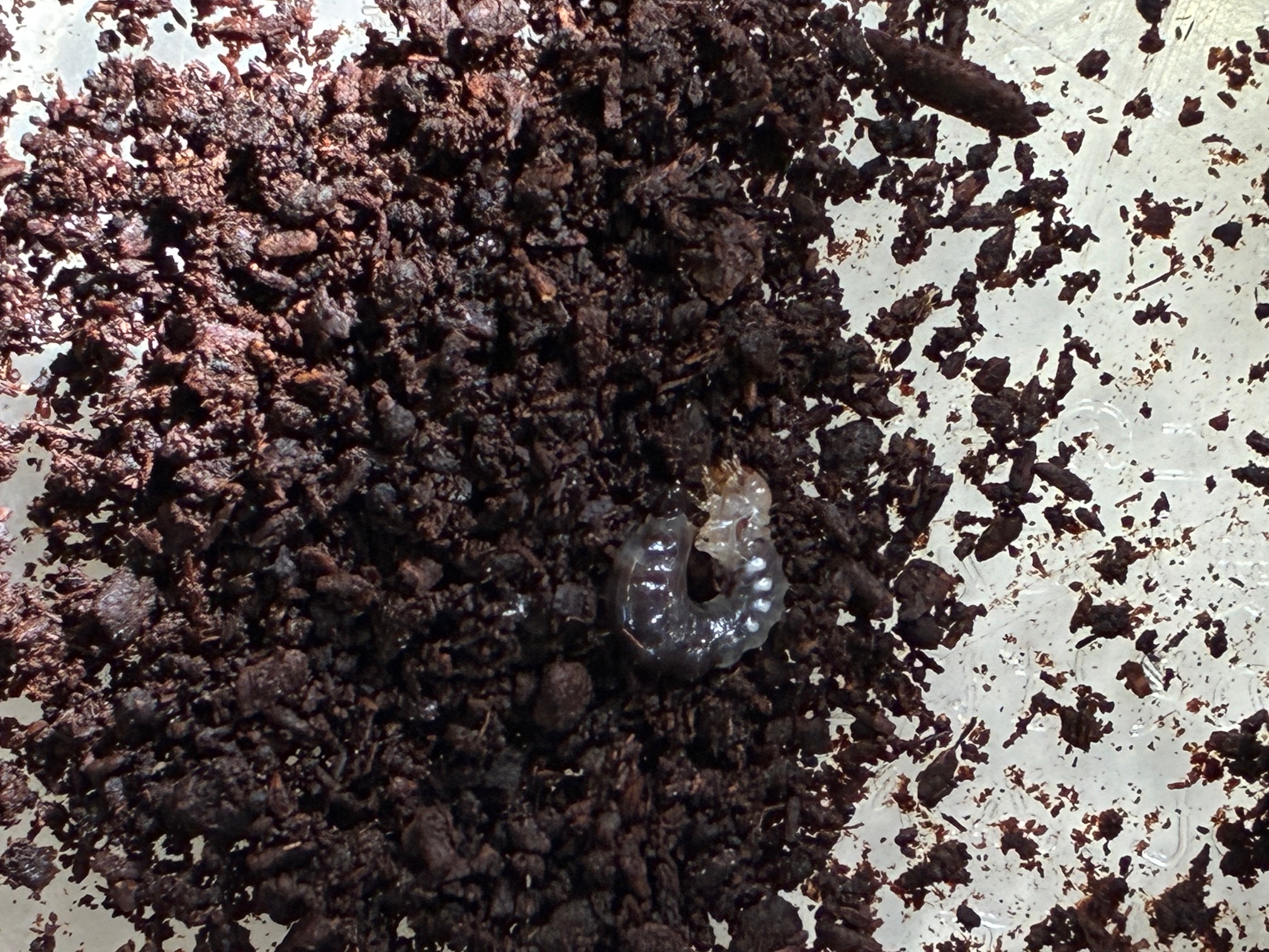 別府市　学習塾RainBow　クワガタ事業部　オオクワランド　マルバネ幼虫出品！　【別府　塾　クワガタ　クワガタ飼育　クワガタ販売　ヤエヤママルバネ　アマミマルバネ】