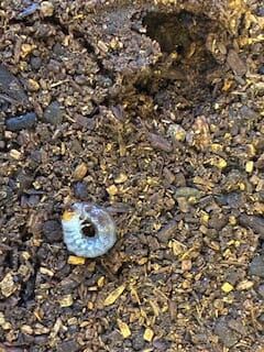 別府市　学習塾RainBow　飼育室　ハチジョウノコギリクワガタ　クワガタ事業部　オオクワランド