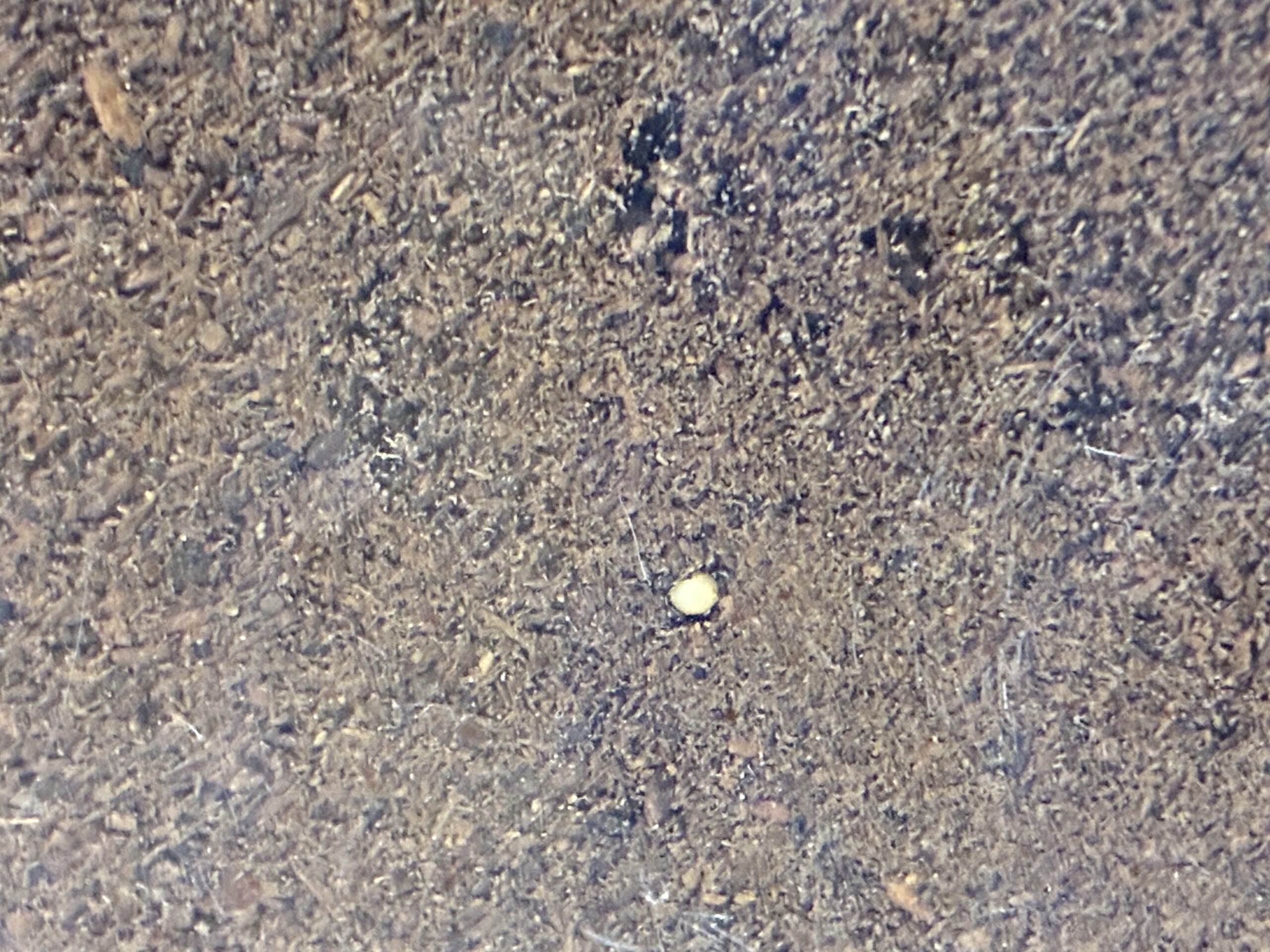 別府市 学習塾RainBow 飼育室 アマミシカクワガタ 【別府 塾 クワガタ クワガタ飼育 クワガタ販売 BASEショップ オオクワランド】