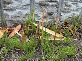 別府市 学習塾RainBow 塾長ウォーキング10000km! 1409日目結果! 自宅周辺 【別府 塾 個別指導 高校入試 大学入試 春期講座 新規生募集中】