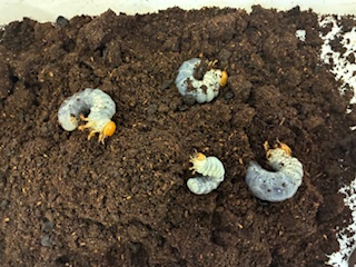 別府市　学習塾RainBow　クワガタ事業部　オオクワランド　春の割引セール開催中！　【別府　塾　クワガタ　クワガタ飼育　クワガタ販売　BASEショップ】