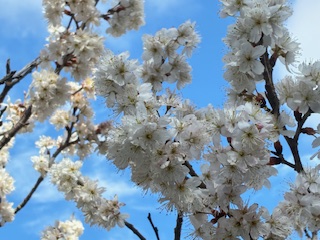 別府市 学習塾RainBow 塾長ウォーキング10000km! 1413日目結果! いたちがわ 【別府 塾 個別指導 高校入試 大学入試 春期講座 新規生募集中】