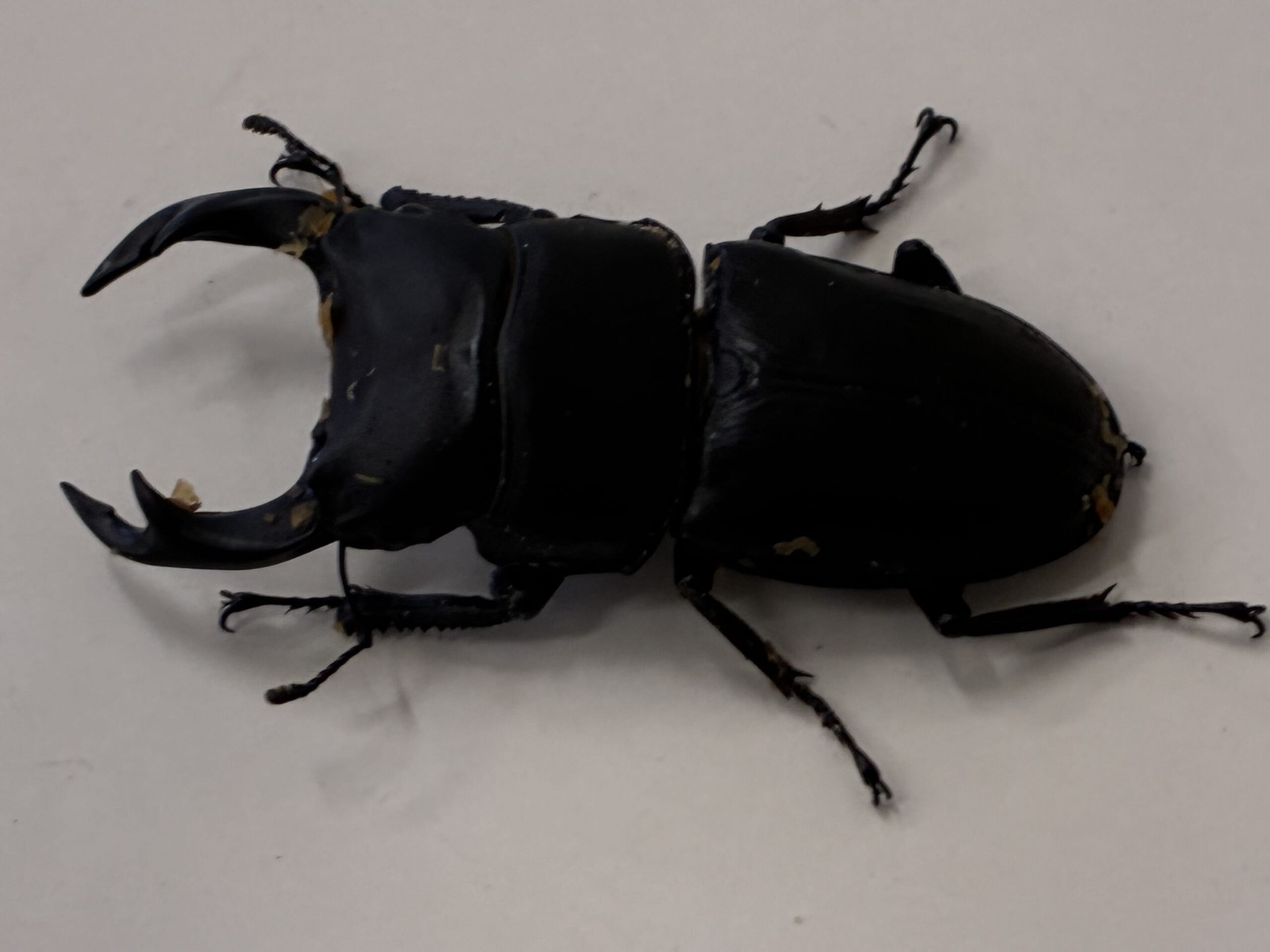 別府市　学習塾RainBow　クワガタ事業部　オオクワランド　大分産オオクワガタ販売中！　【別府　塾　クワガタ　クワガタ飼育　クワガタ販売　BASEショップ】