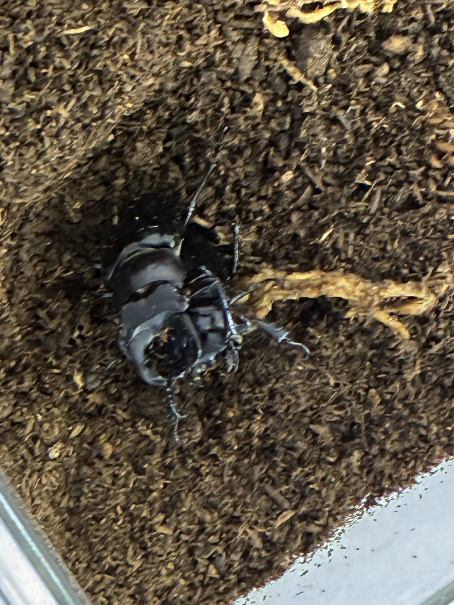 別府市　学習塾RainBow　飼育室　マルバネ＆ミクラミヤマ　【別府　塾　クワガタ　クワガタ飼育　クワガタ販売　オオクワランド】