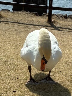 別府市　学習塾RainBow　塾長ウォーキング10000km！　1427日目結果！　志高湖　高３Oさん！どうもありがとう！　【別府　塾　個別指導　高校入試　大学入試　春期講座　新規生募集中】