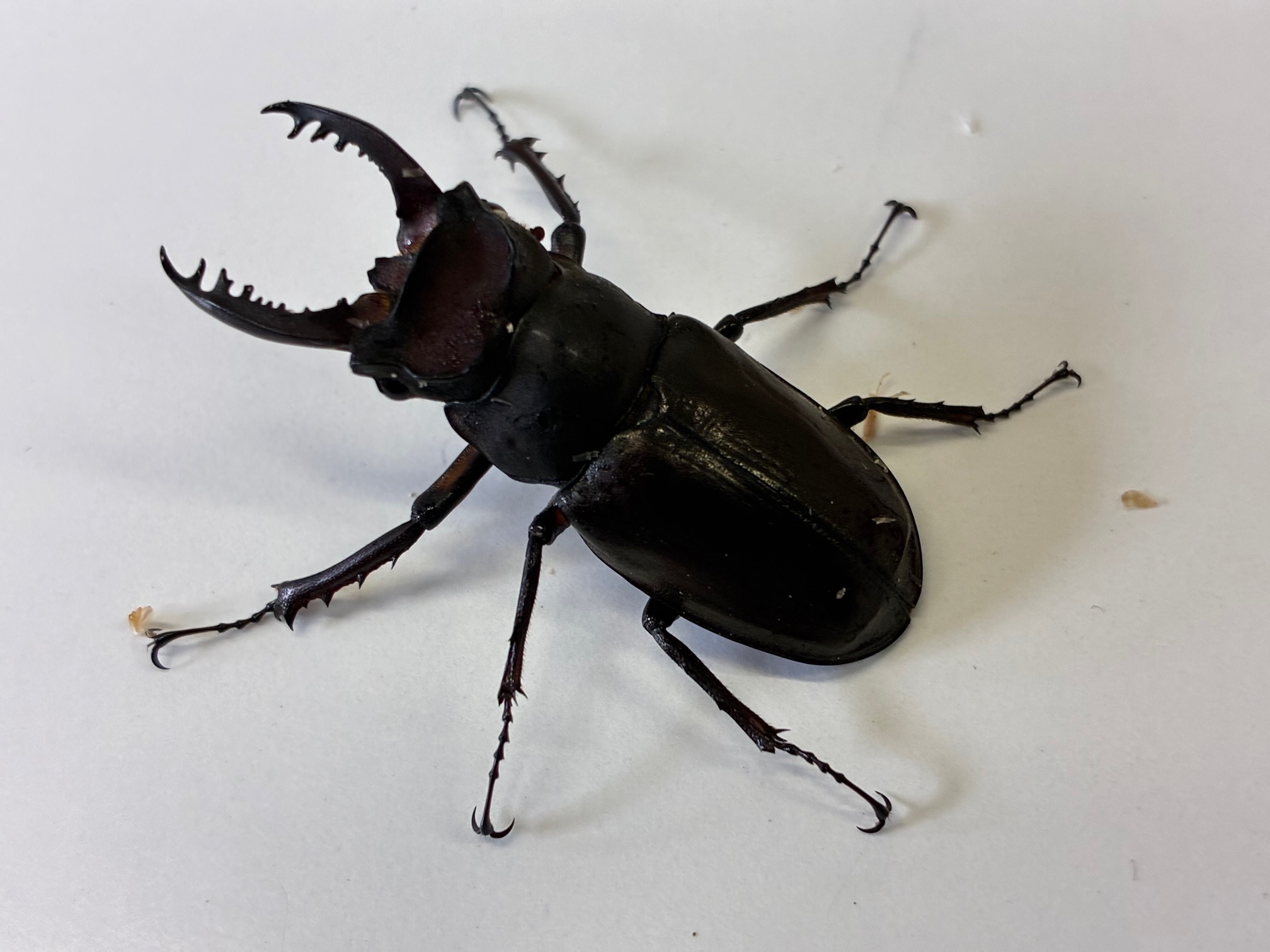 別府市　学習塾RainBow　飼育室　アマミミヤマクワガタ　ヤエヤマノコギリクワガタ　【別府　塾　クワガタ　クワガタ飼育　クワガタ販売　オオクワランド】