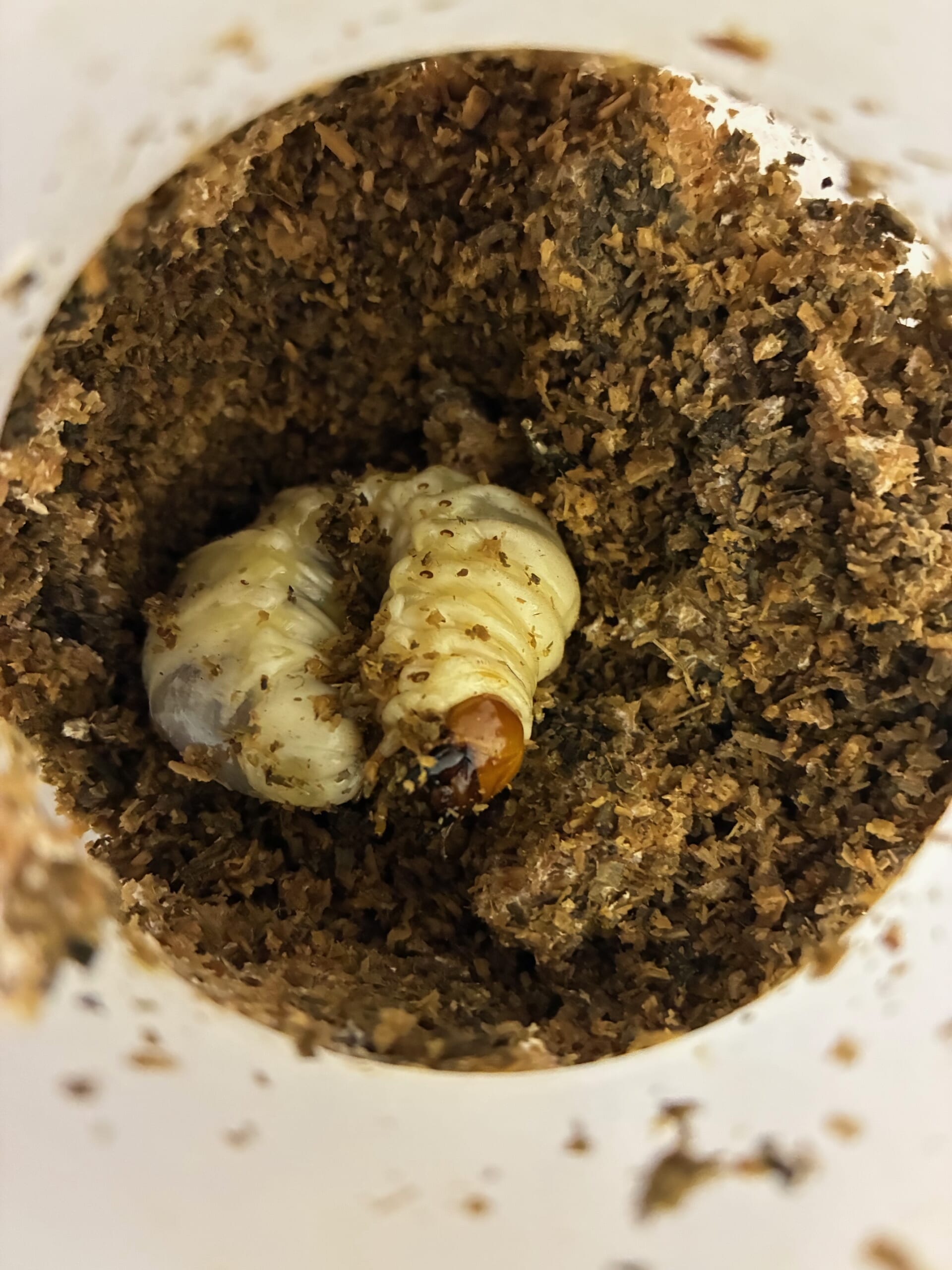 別府市 学習塾RainBow 飼育室 ミクラミヤマ トカラノコ タカラヒラタ 【別府 塾 クワガタ クワガタ飼育 クワガタ販売 オオクワランド】