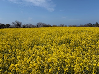 別府市　学習塾RainBow　塾長ウォーキング10000km！　1434日目結果！　3.24　国東半島の旅2日目　【別府　塾　個別指導　高校入試　大学入試　新規生募集中】