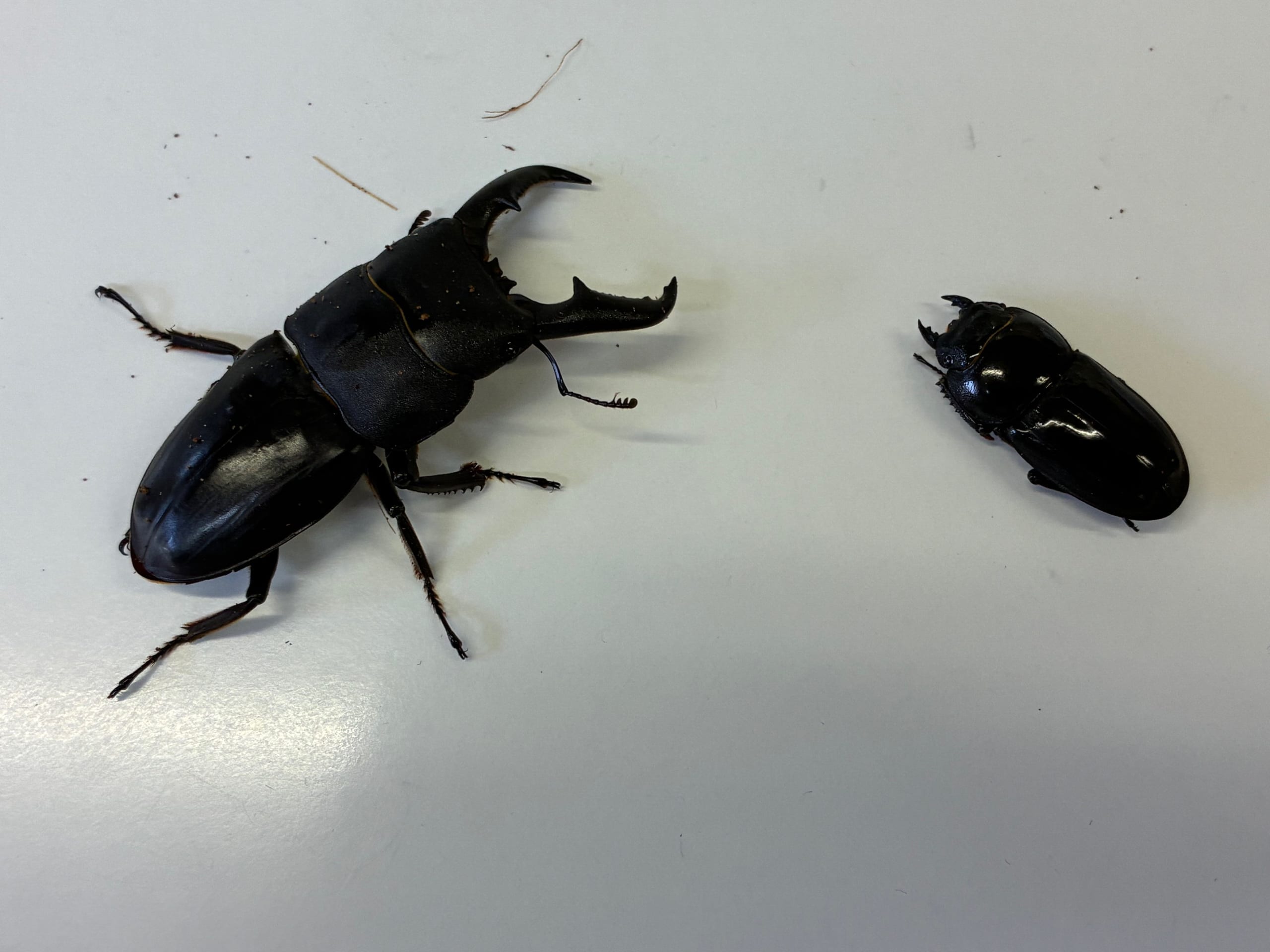 別府市 学習塾RainBow クワガタ事業部 オオクワランド キンオニクワガタ オキノエラブヒラタ 【別府 塾 クワガタ クワガタ飼育 クワガタ販売 オオクワランド】