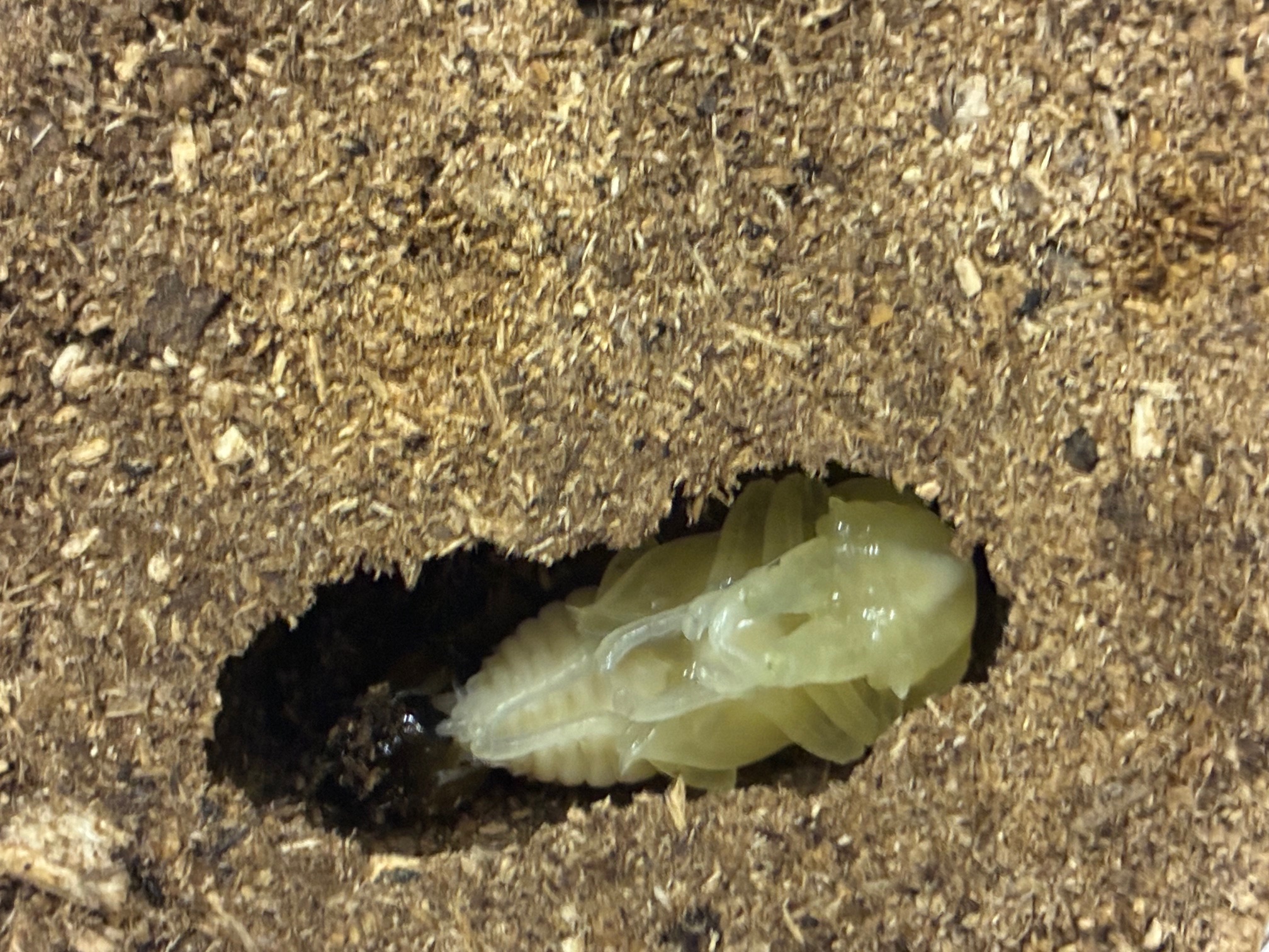 別府市　学習塾RainBow　飼育室　キンオニクワガタ　【別府　塾　クワガタ　クワガタ飼育　クワガタ販売　オオクワランド】