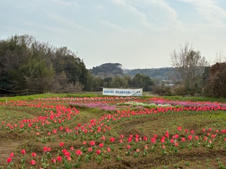 別府市　学習塾RainBow　塾長ウォーキング10000km！　1439日目結果！　3.29　岡原花公園【別府　塾　個別指導　高校入試　大学入試　新規生募集中】