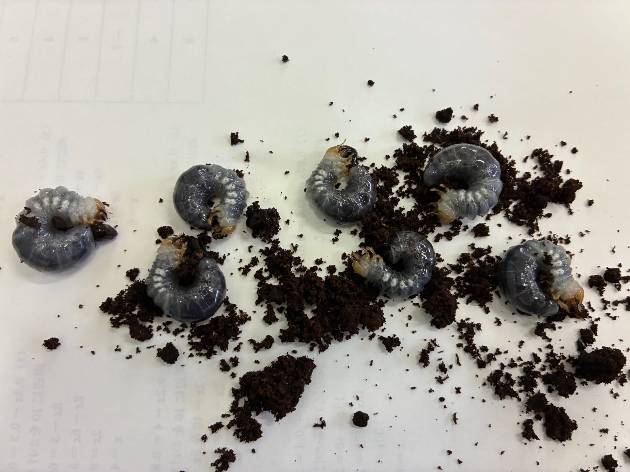 別府市　学習塾RainBow　飼育室　マルバネクワガタ幼虫　【別府　塾　クワガタ　クワガタ飼育　クワガタ販売　オオクワランド】