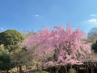 別府市　学習塾RainBow　塾長ウォーキング10000km！　1443日目結果！　4.2　湯布院　鶴見岳公園　【別府　塾　個別指導　高校入試　大学入試　新規生募集中】