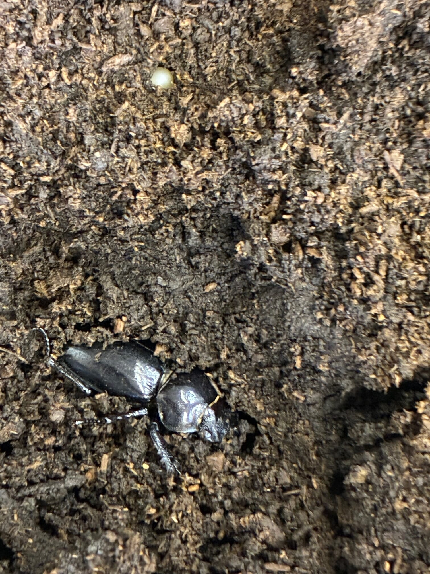 別府市　学習塾RainBow　飼育室　ミクラミヤマクワガタ　【別府　塾　クワガタ　クワガタ飼育　クワガタ販売　オオクワランド】