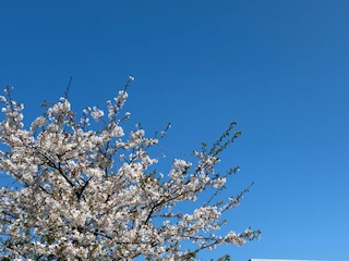 別府市 学習塾RainBow 塾長ウォーキング10000km! 1449日目結果! 塾周辺 同窓生S君!どうもありがとう 【別府 塾 個別指導 高校入試 大学入試 新規生募集中】