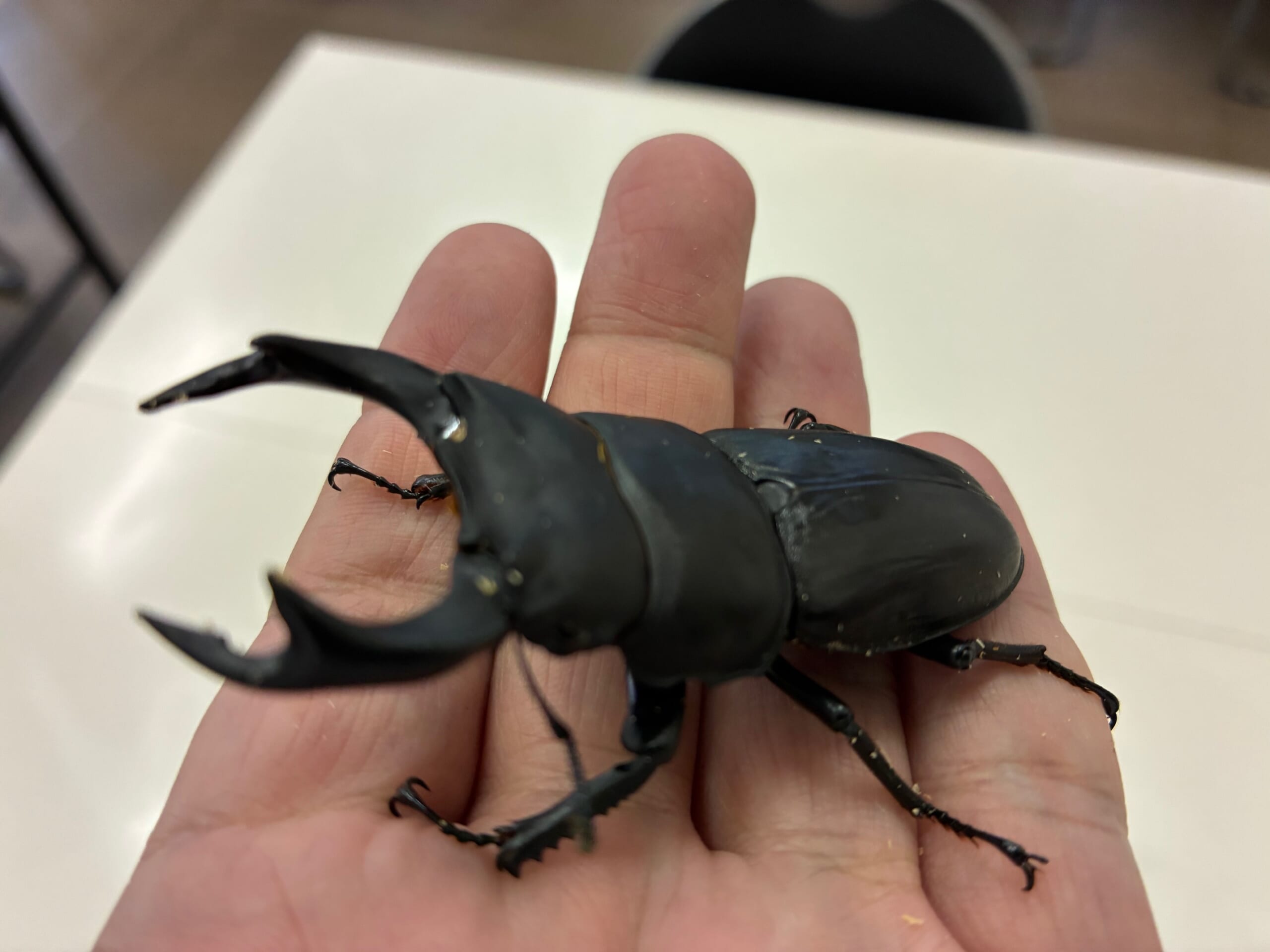 別府市　学習塾RainBow　飼育室　大分産オオクワガタ　【別府　塾　クワガタ　オオクワガタ　クワガタ飼育　クワガタ販売　オオクワランド】