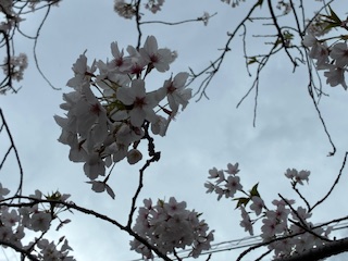 別府市 学習塾RainBow 塾長ウォーキング10000km! 1450日目結果! 塾周辺 【別府 塾 個別指導 高校入試 大学入試 新規生募集中】