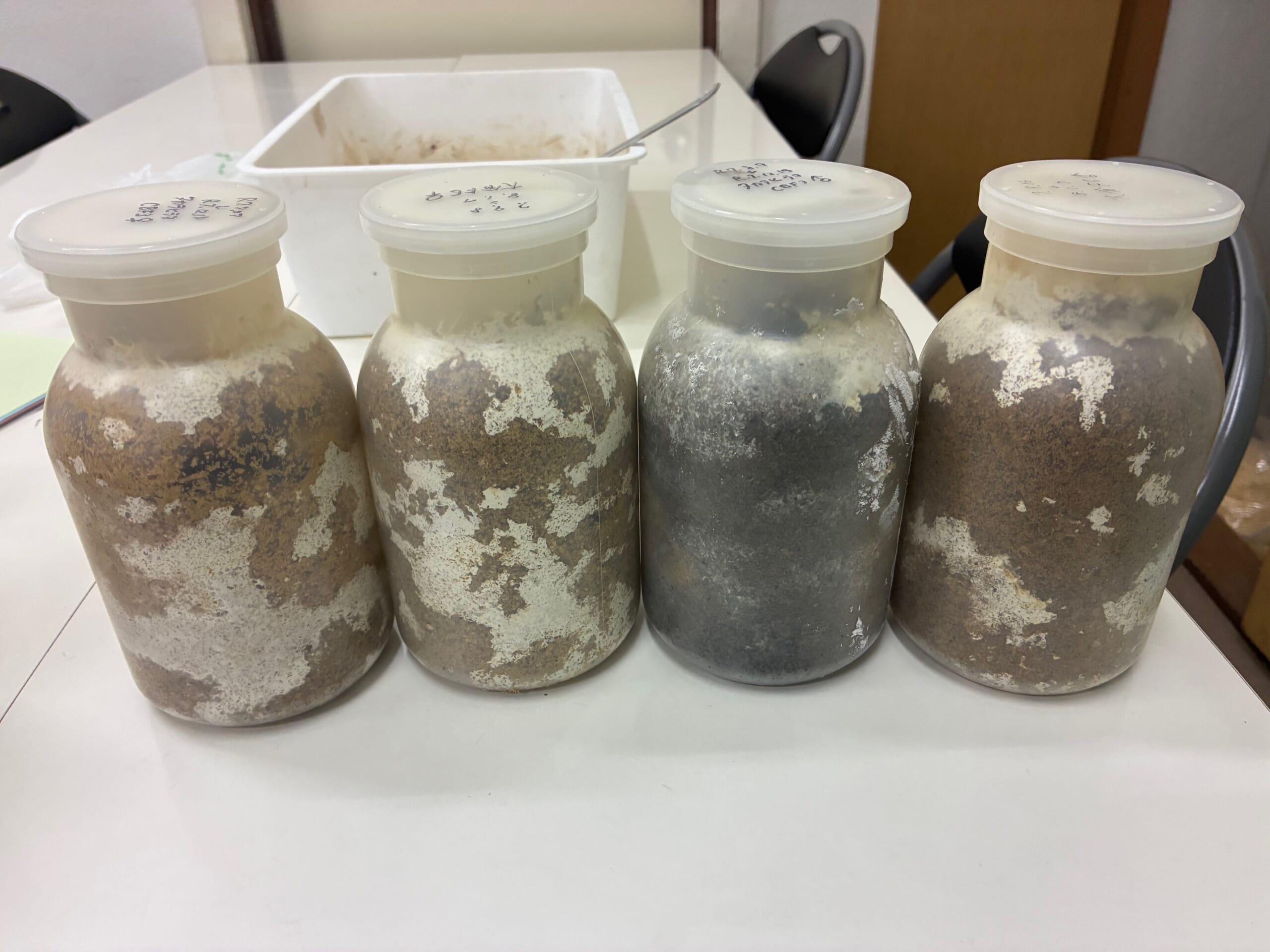 別府市 学習塾RainBow オオクワランド 仕入れ&飼育状況 【別府 塾 クワガタ クワガタ飼育 クワガタ販売】