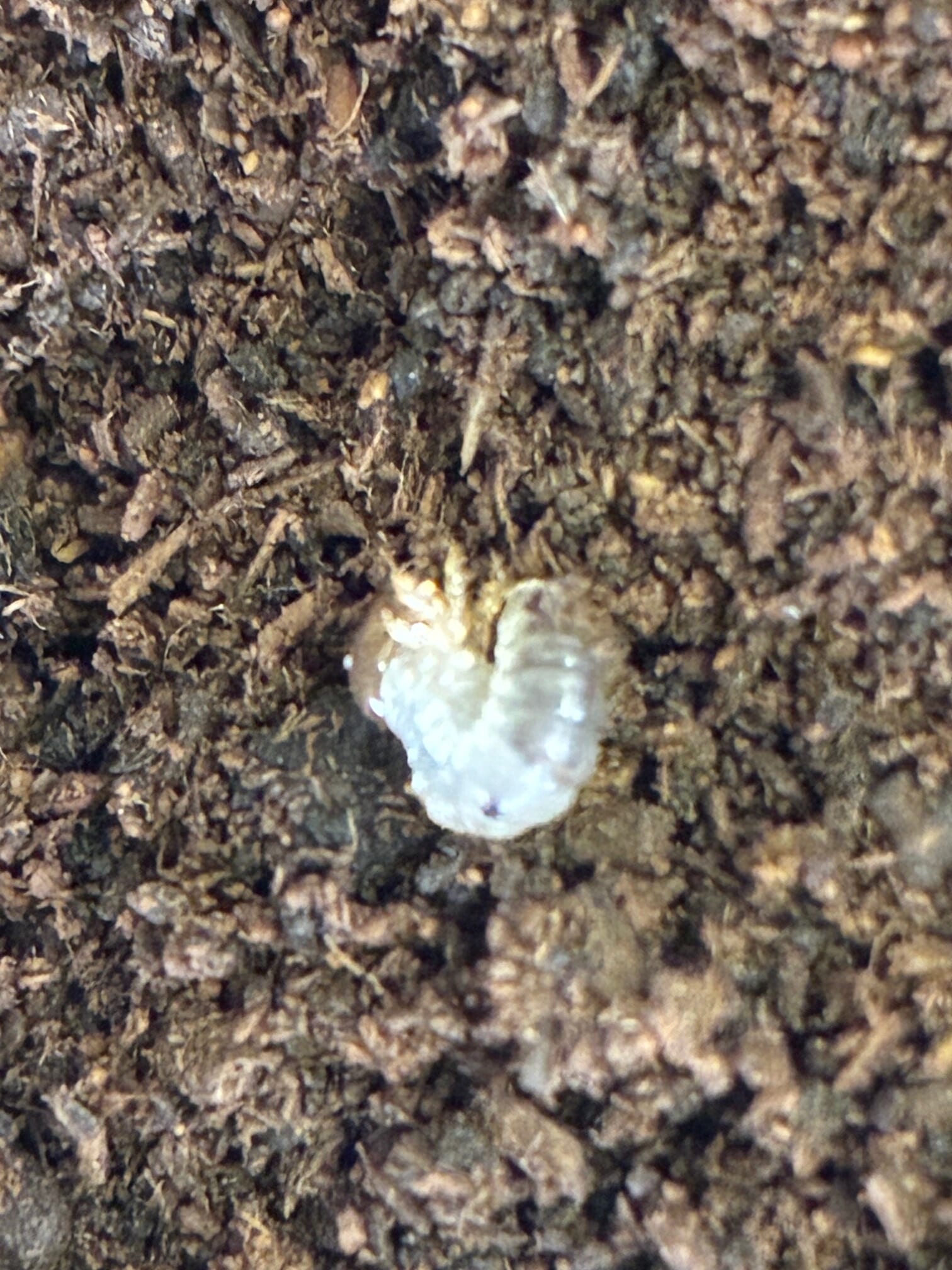 別府市　学習塾RainBow　オオクワランド　飼育室　　ミクラミヤマクワガタ　【別府　塾　クワガタ　クワガタ飼育　クワガタ販売】