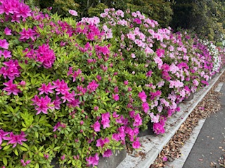 別府市　学習塾RainBow　塾長ウォーキング10000km！　1461日目結果！　南立石公園　【別府　塾　個別指導　高校入試　大学入試　新規生募集中】