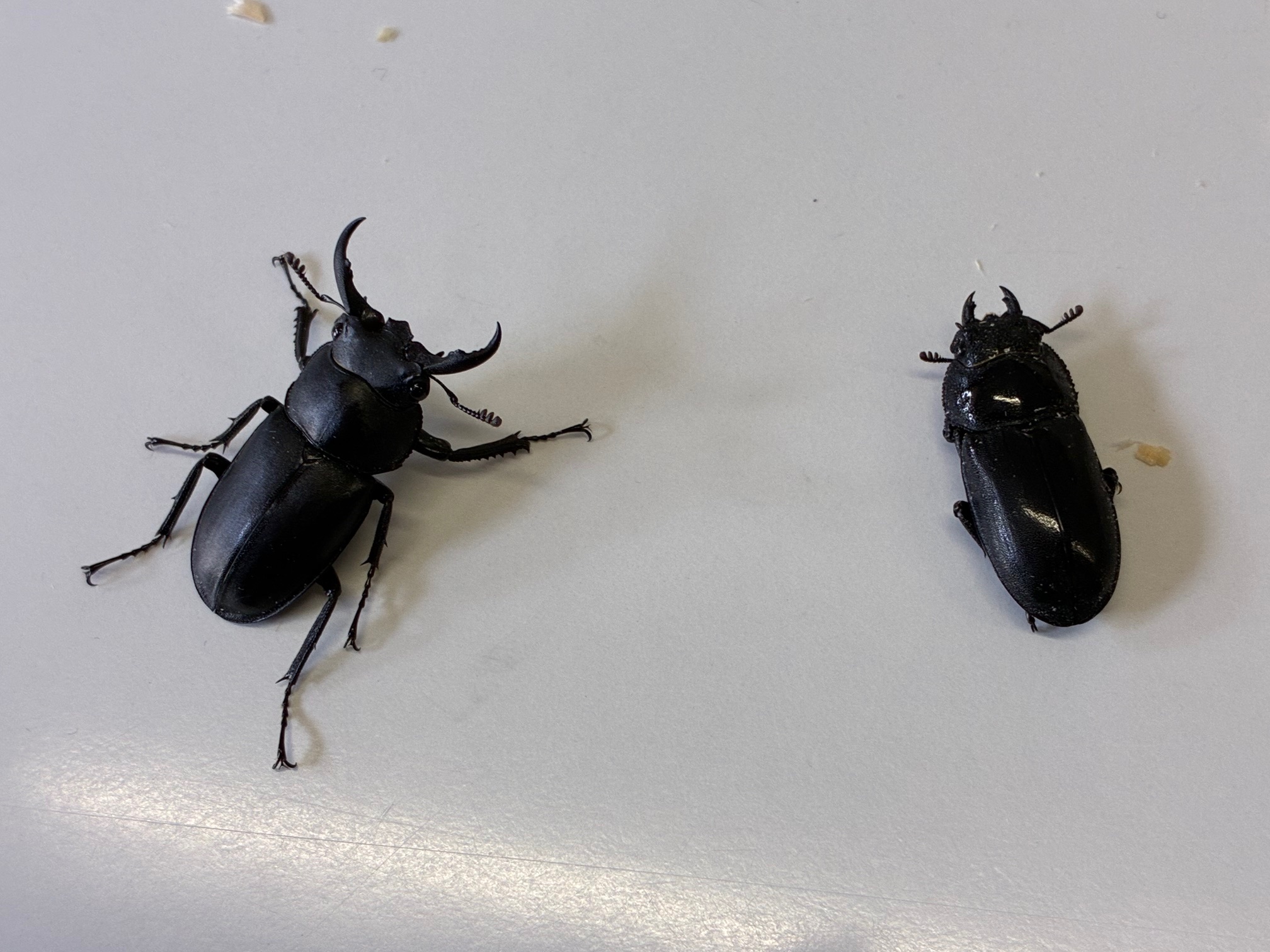 別府市　学習塾RainBow　オオクワランド　アマミシカクワガタペア販売開始！　【別府　塾　クワガタ　クワガタ飼育　クワガタ販売　アマミシカクワガタ】