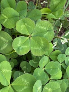 別府市　学習塾RainBow　幸せの四葉のクローバー　【別府　塾　個別指導　高校入試　大学入試　クローバー　四葉　シロツメクサ　新規生募集中】