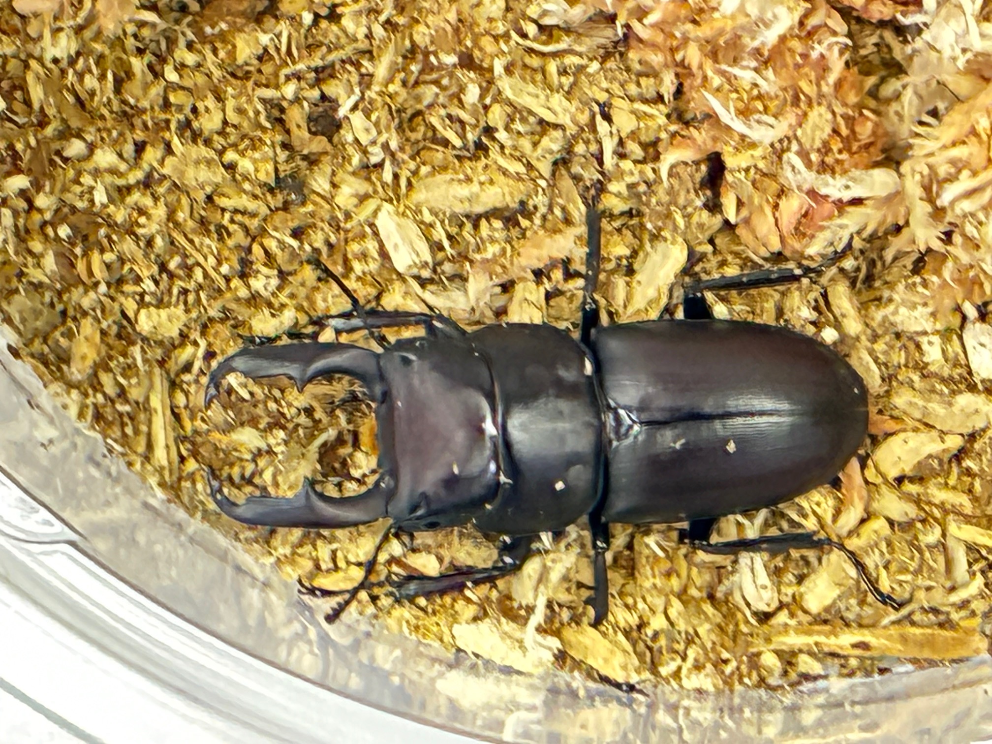 別府市　学習塾RainBow　オオクワランド　ヤクシマスジクワガタ成虫販売開始！　【別府　塾　クワガタ　クワガタ飼育　クワガタ販売　スジクワガタ】