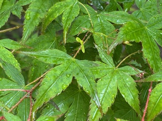 別府市　学習塾RainBow　塾長ウォーキング10000km！　1464日目結果！　塾周辺　【別府　塾　個別指導　高校入試　大学入試　新規生募集中】