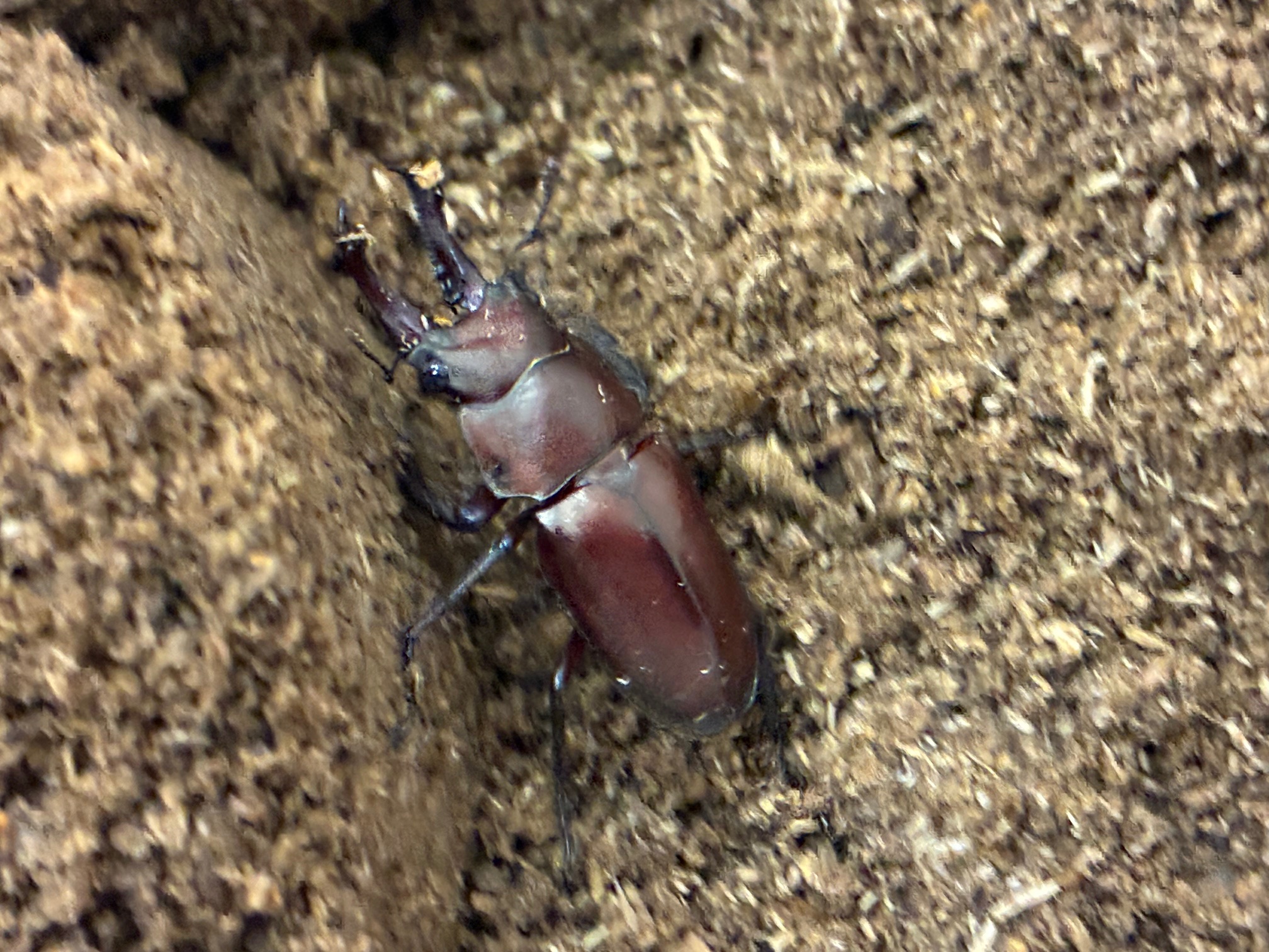 別府市　学習塾RainBow　オオクワランド　飼育室　キンオニクワガタ　【別府　塾　クワガタ　クワガタ飼育　クワガタ販売】