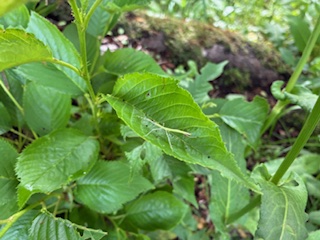別府市　学習塾RainBow　科学の部屋　ナナフシの種類について　【別府　塾　科学　生物　理科　昆虫　ナナフシ】
