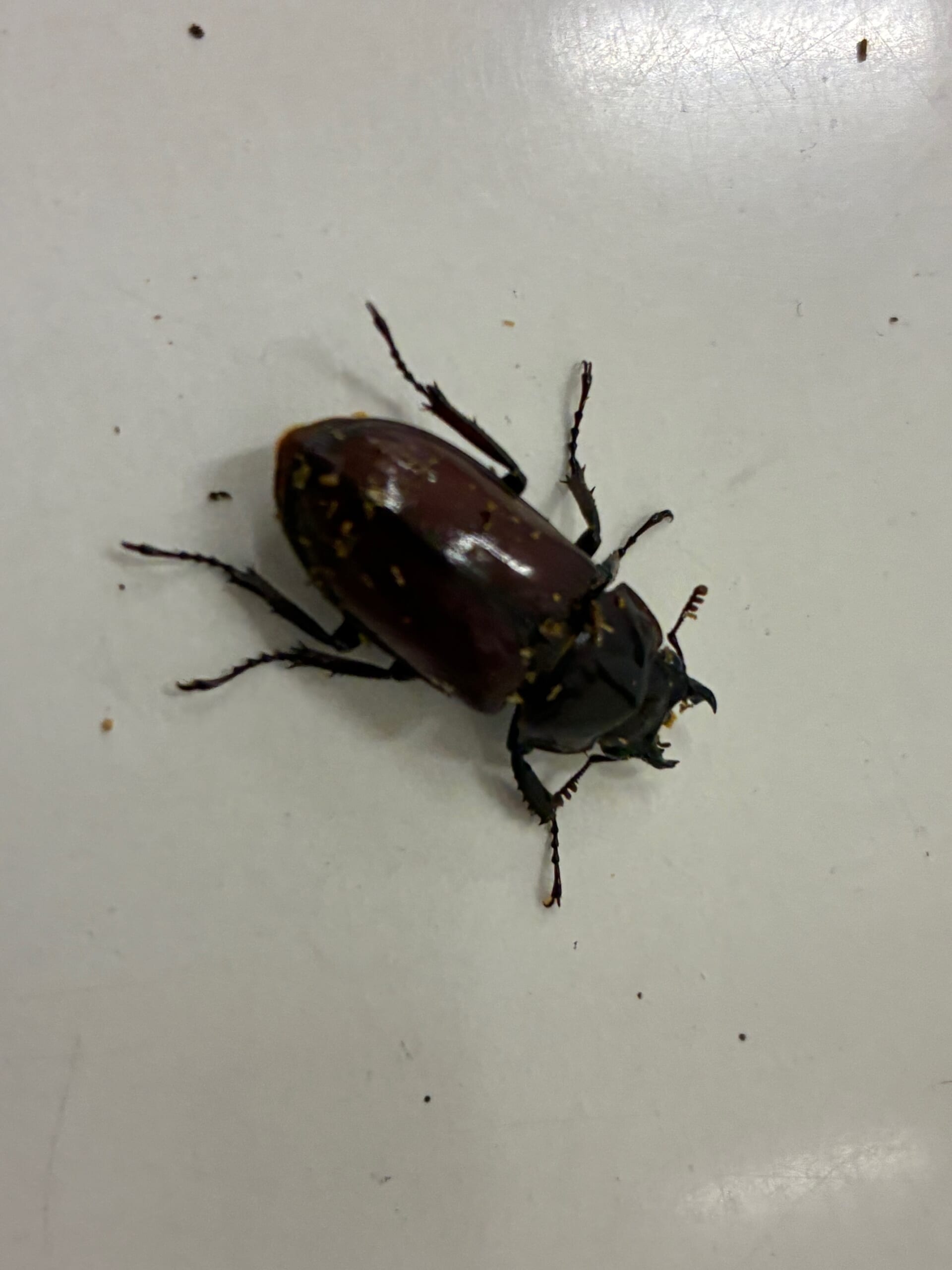 別府市　学習塾RainBow　オオクワランド　飼育室　キンオニクワガタ　【別府　塾　クワガタ　クワガタ飼育　クワガタ販売　キンオニ】