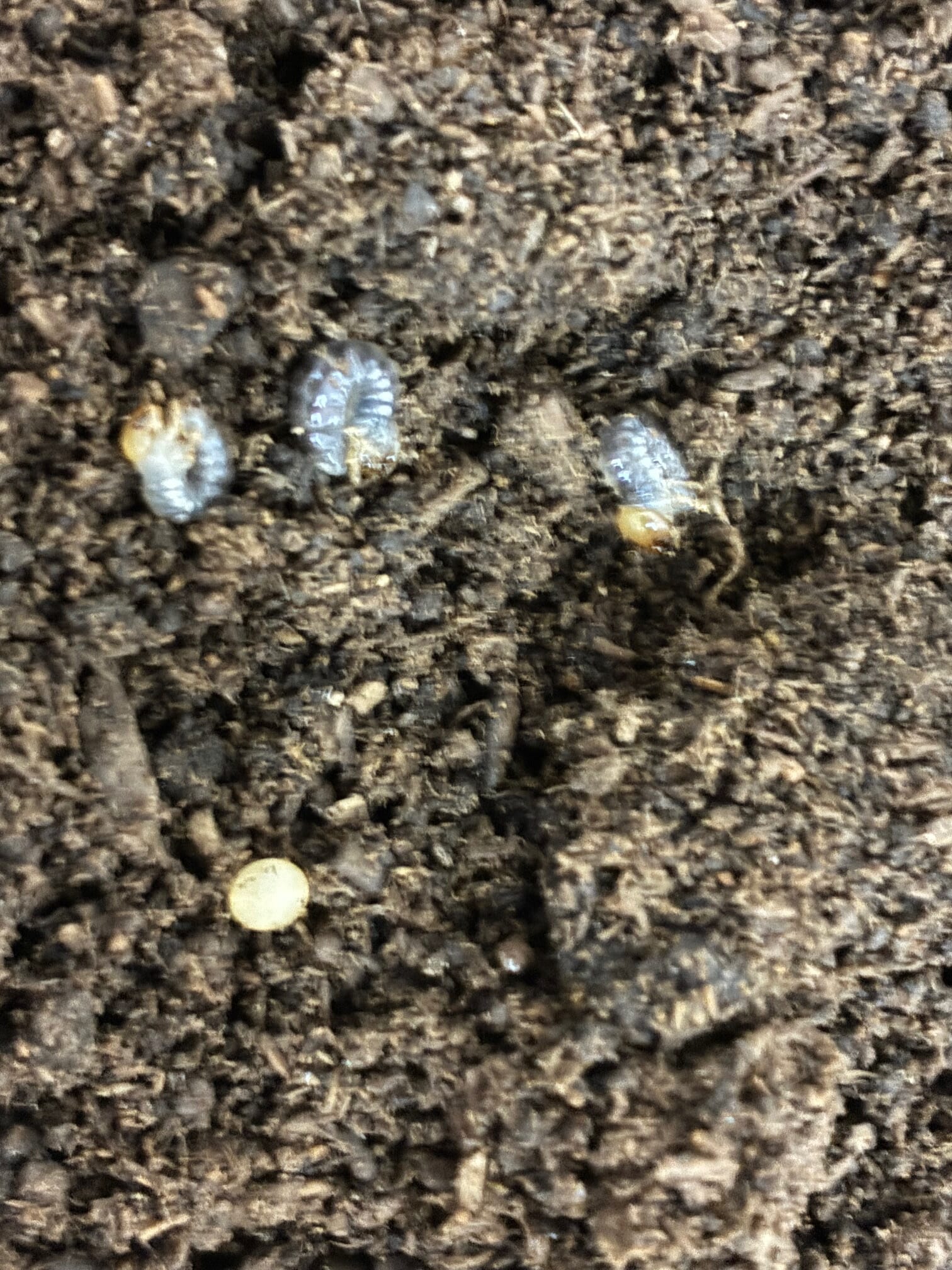 別府市　学習塾RainBow　オオクワランド　飼育室　ミクラミヤマクワガタ　【別府　塾　クワガタ　クワガタ飼育　クワガタ販売】