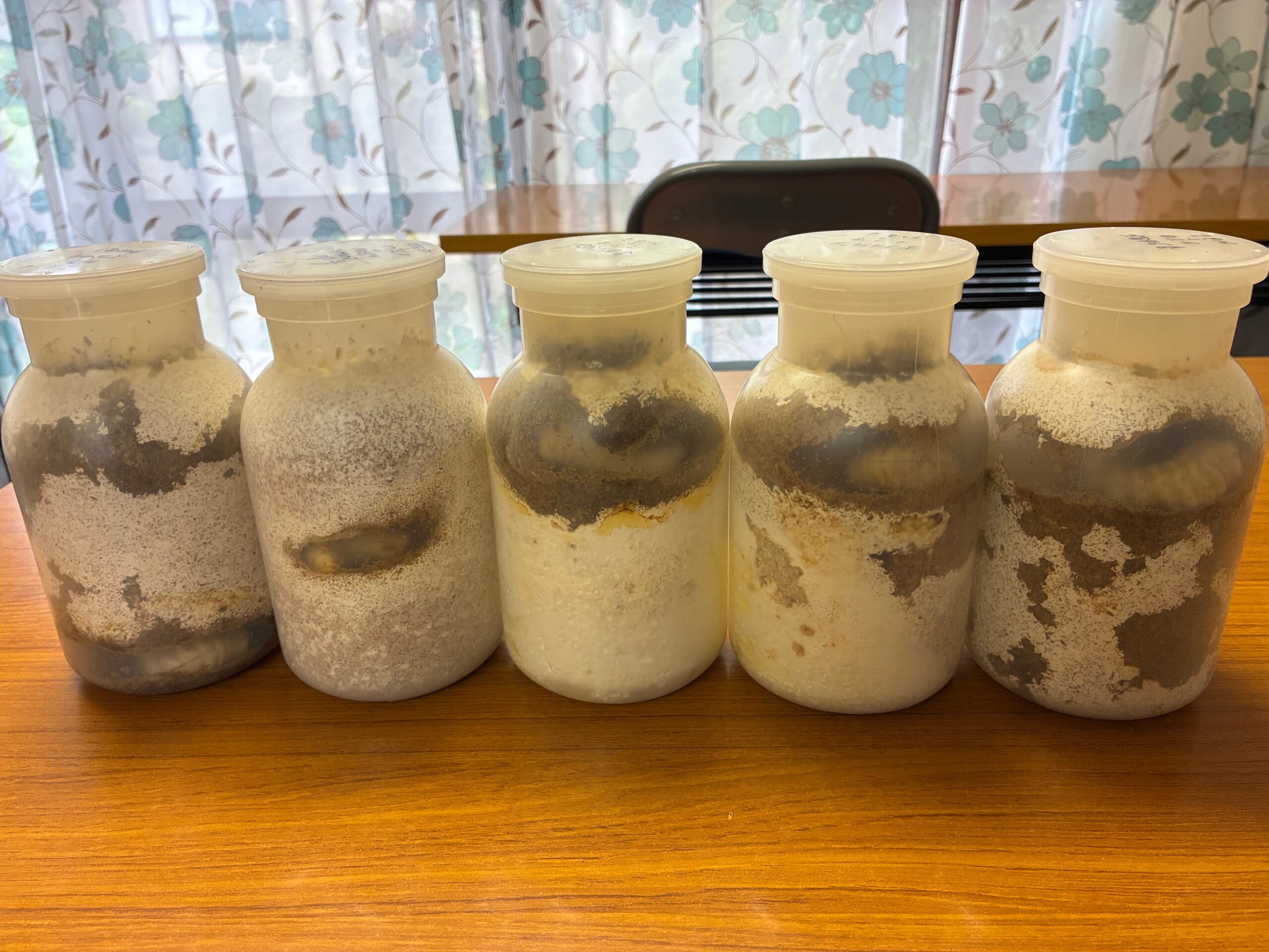 別府市　学習塾RainBow　オオクワランド　飼育室　蛹室　【別府　塾　クワガタ　クワガタ飼育　クワガタ販売　大分産オオクワガタ】
