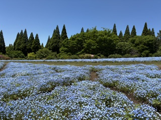 別府市 学習塾RainBow 塾長ウォーキング10000km! 1489日目結果! くじゅう花公園 【別府 塾 個別指導 高校入試 大学入試 新規生募集中】