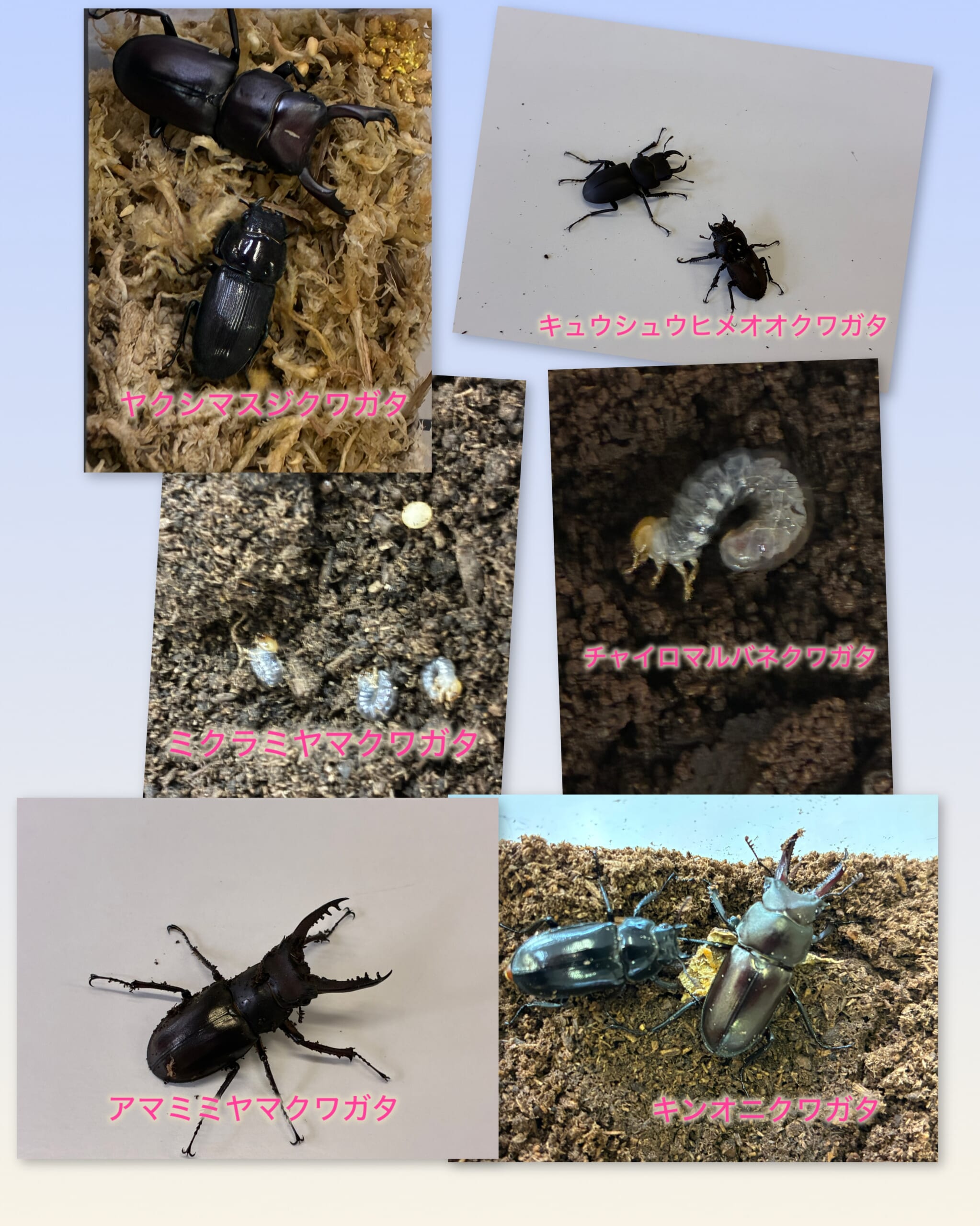別府市　学習塾RainBow　クワガタ事業部　オオクワランド　初夏セール開催！　【別府　塾　クワガタ　クワガタ飼育　クワガタ販売】