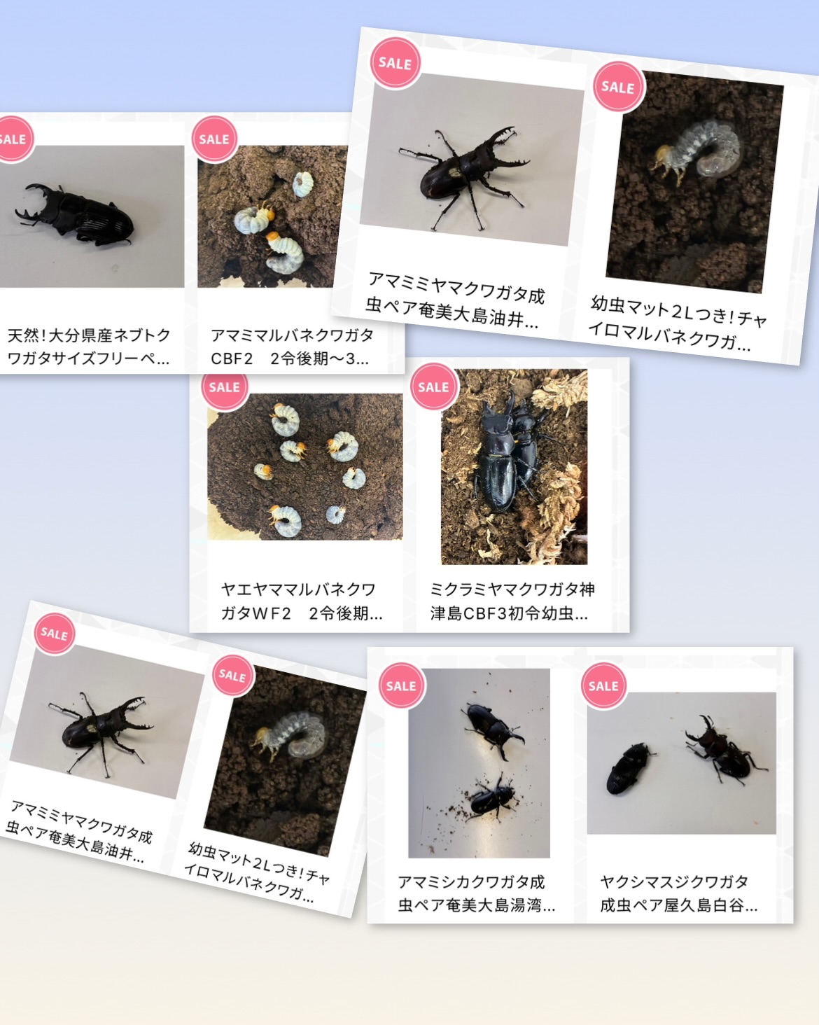 別府市 学習塾RainBow クワガタ事業部 オオクワランド 梅雨セール開催!