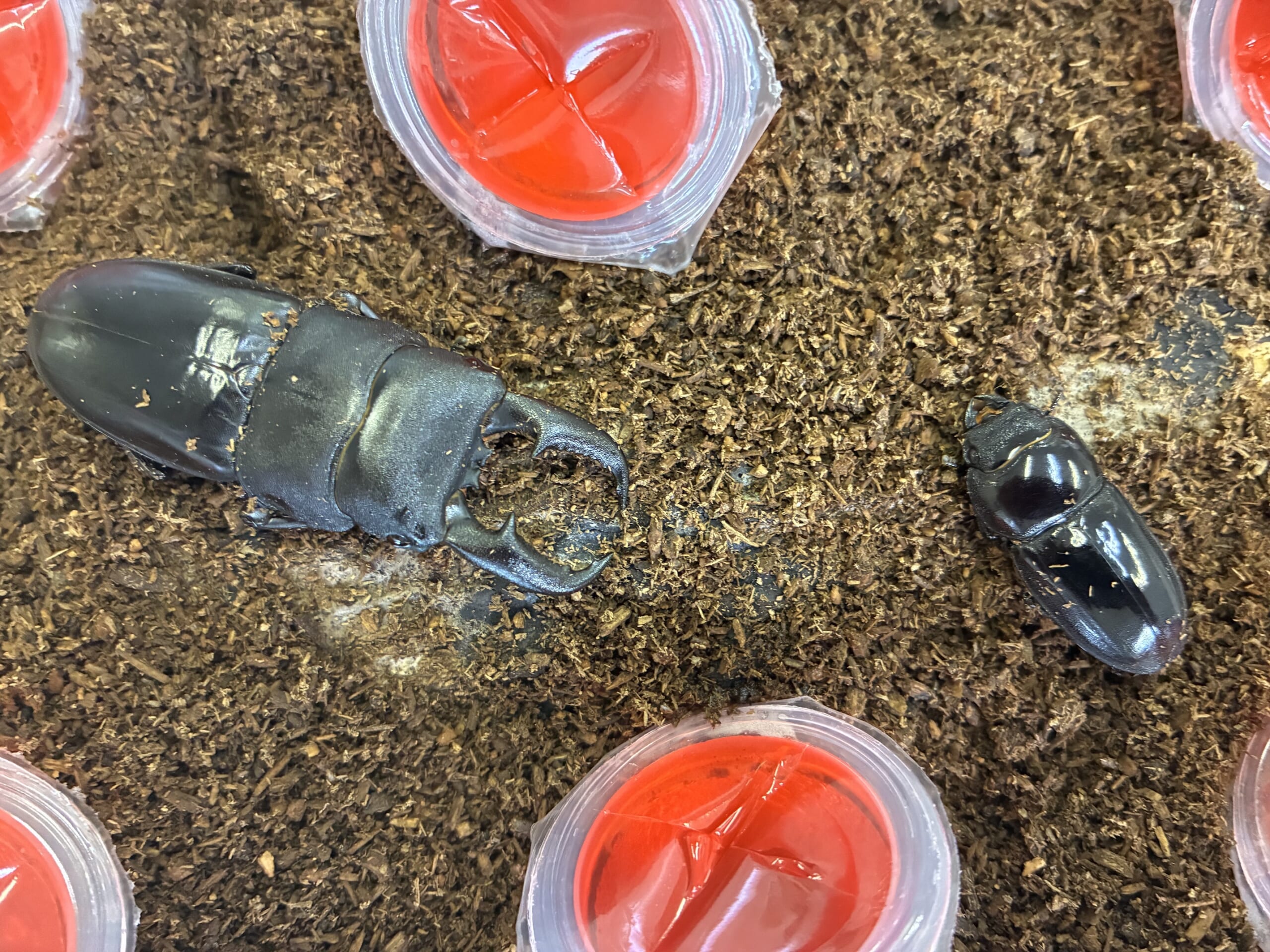 別府市 クワガタ飼育 クワガタ販売 オオクワランド 離島ヒラタの産卵セット