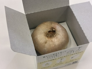 別府市　個別指導　学習塾RainBow　サフラン育てます！