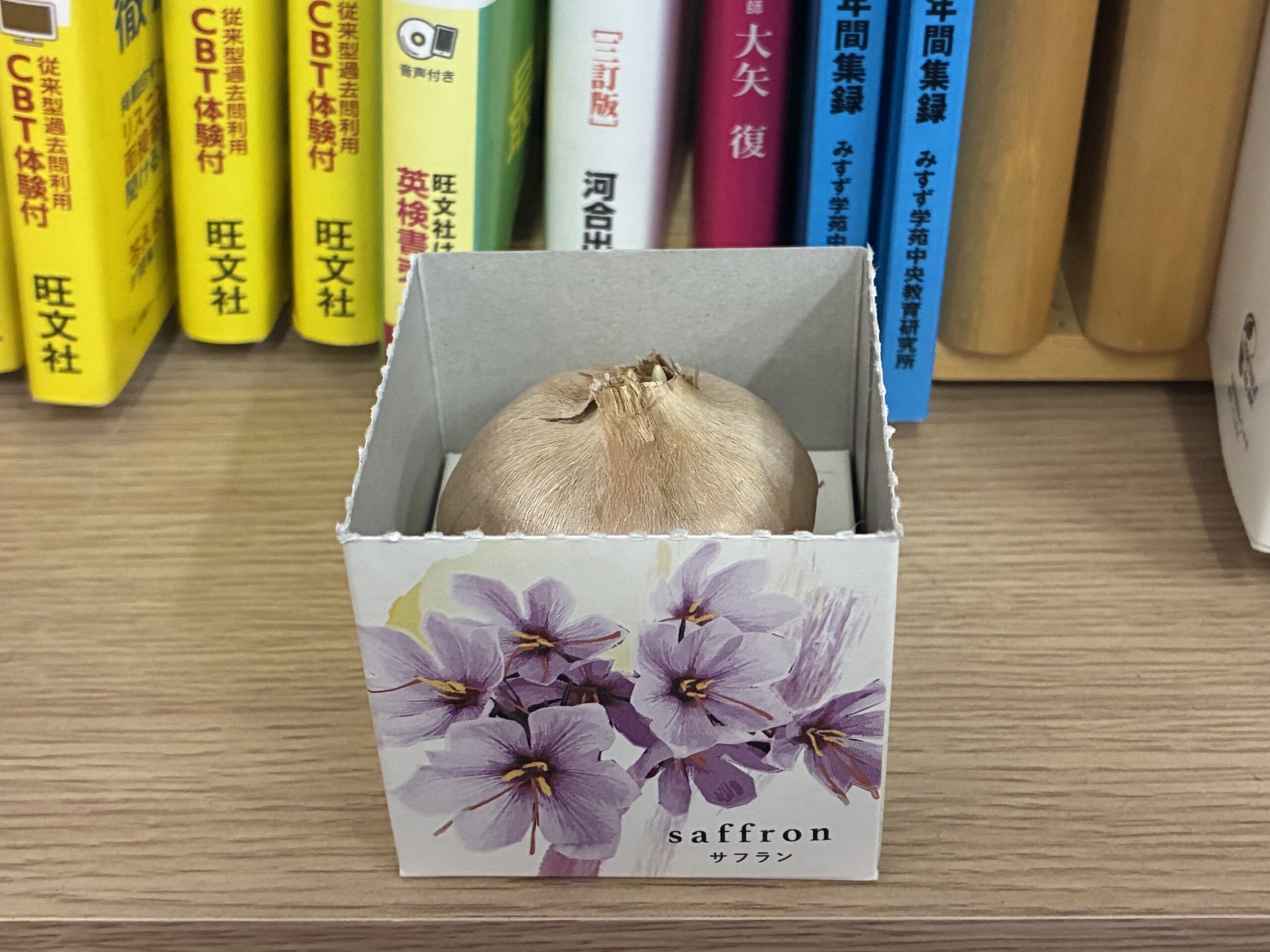 別府市　個別指導　学習塾RainBow　植物栽培　サフラン
