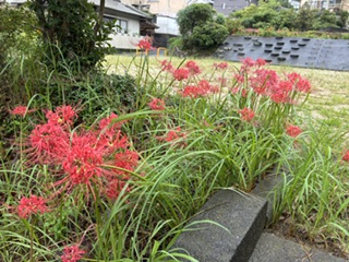 別府市　個別指導　学習塾RainBow　塾長チャレンジ15000km！　1623日目結果！　南立石公園
