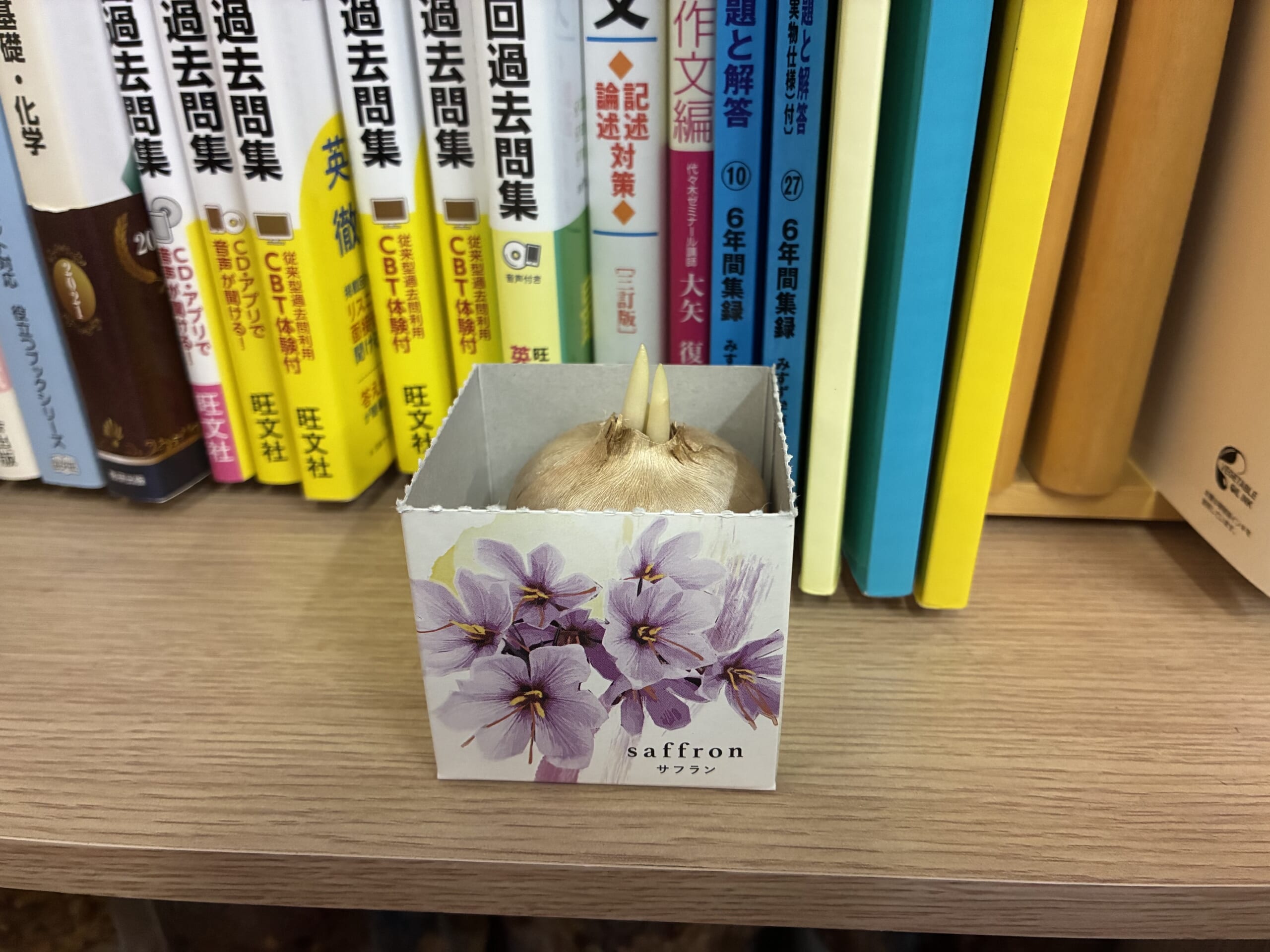 別府市　個別指導　学習塾RainBow　サフランの栽培