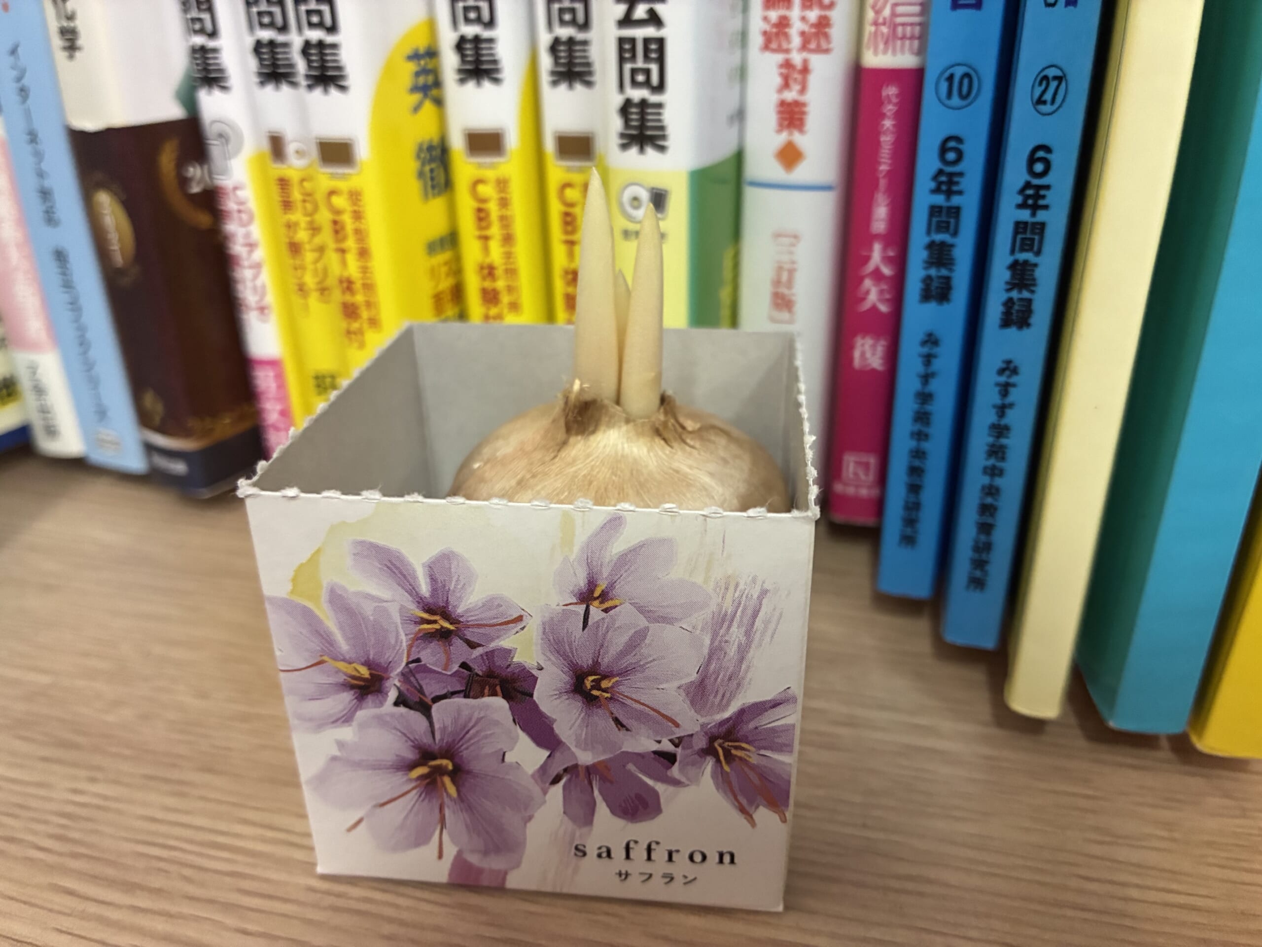 別府市　個別指導　学習塾RainBow　サフラン